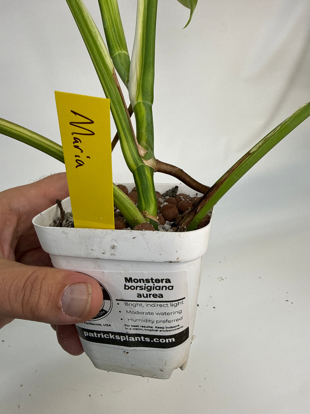 Monstera borsigiana Aurea — “Maria”