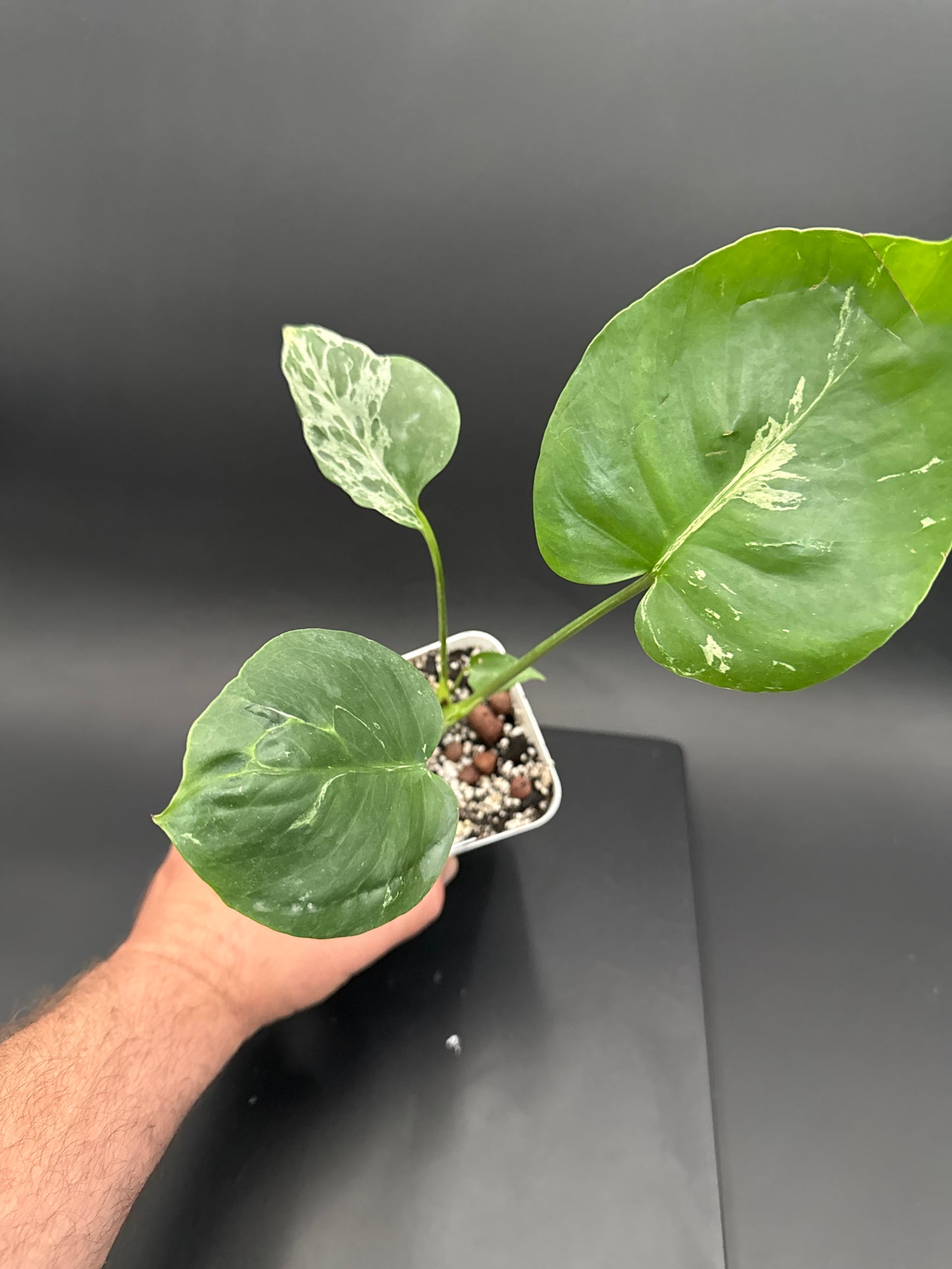 Monstera Bulbasaur- “Layla”