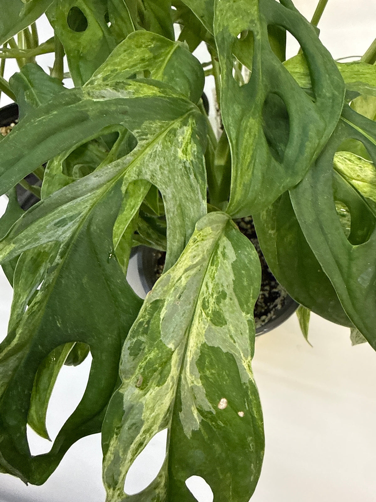 Monstera adansonii ‘Indonesian Mint’ — Grower’s Choice