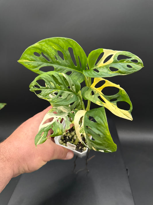 Monstera adonsonii albo - “Cindy”