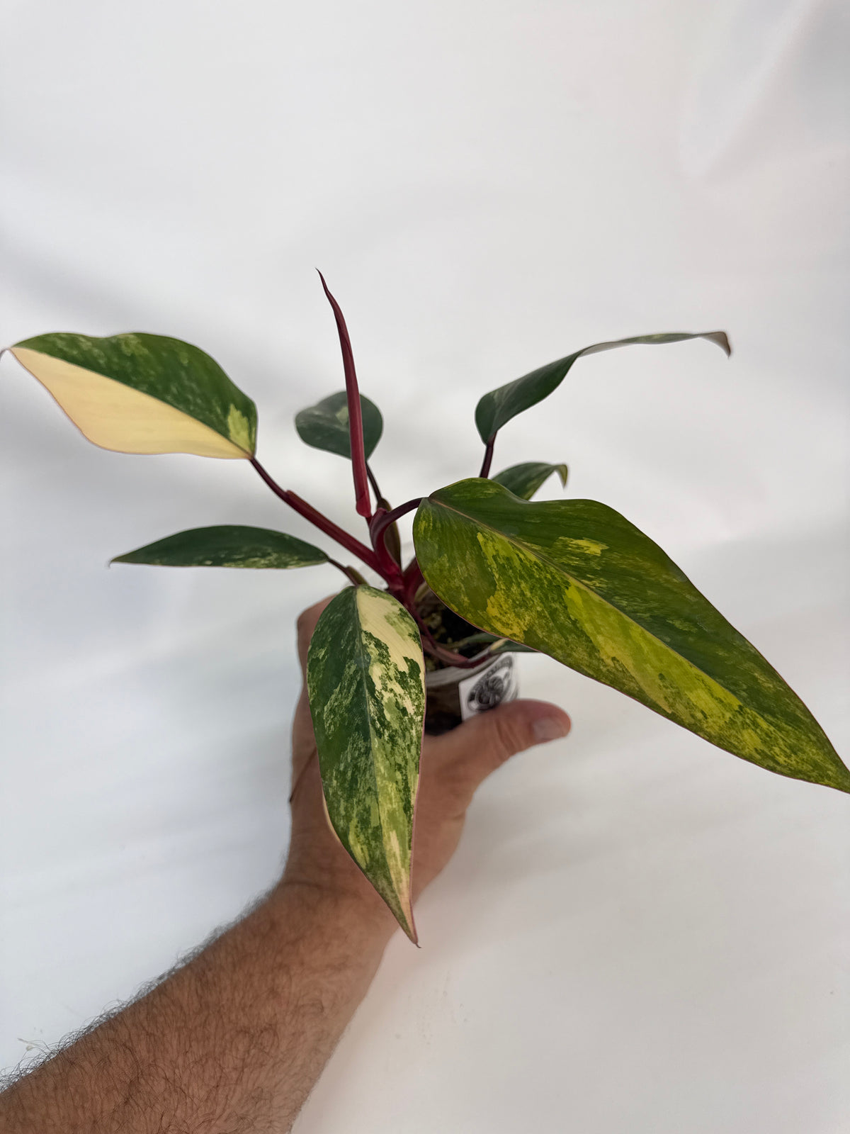 Philodendron strawberry shake - “Peach”
