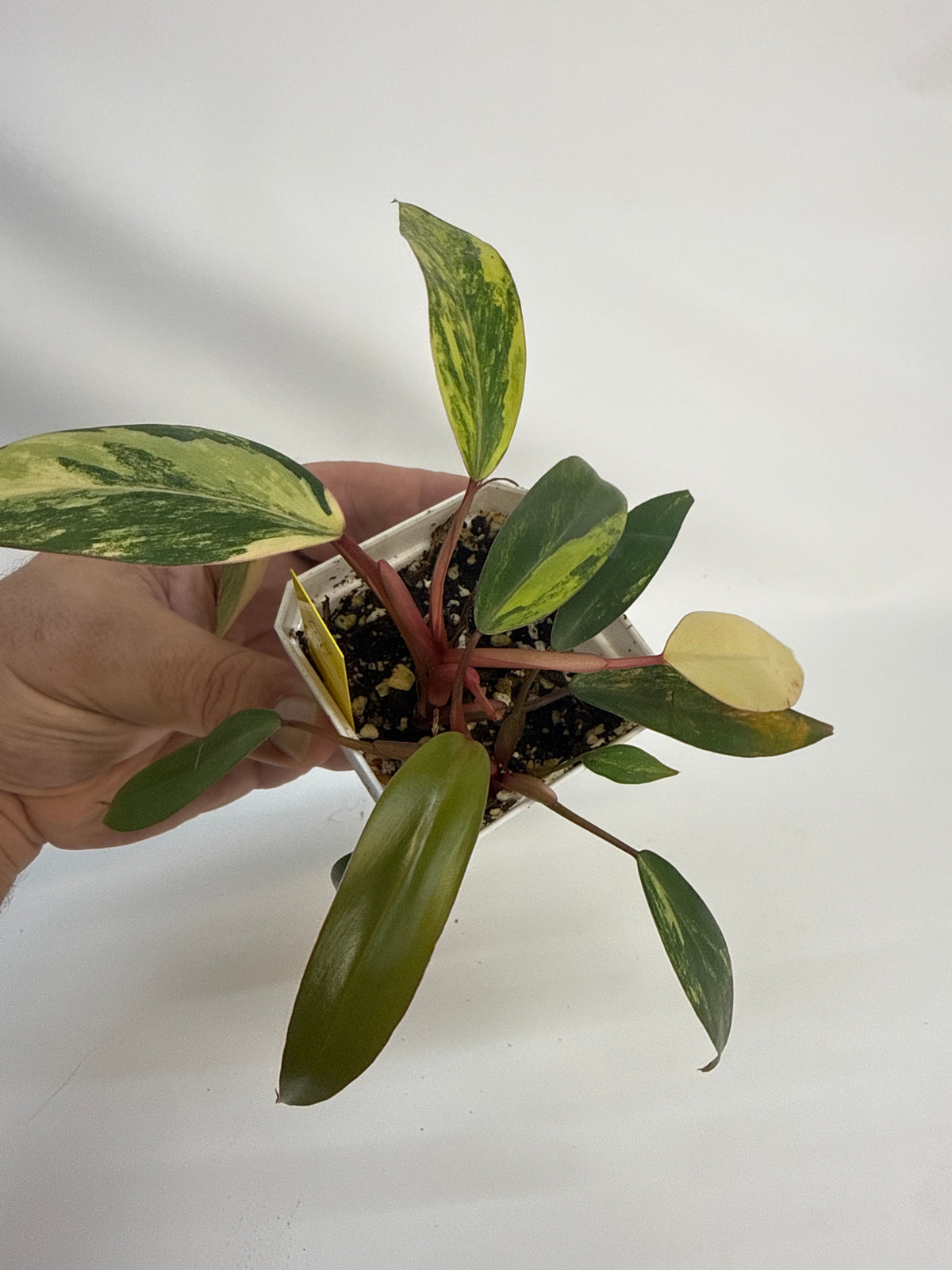 Philodendron strawberry shake - “Keith”