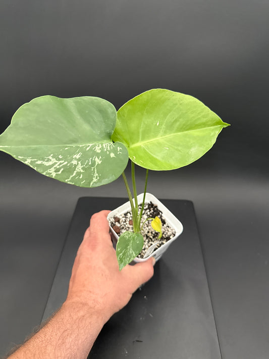 Monstera Bulbasaur - “Avery”