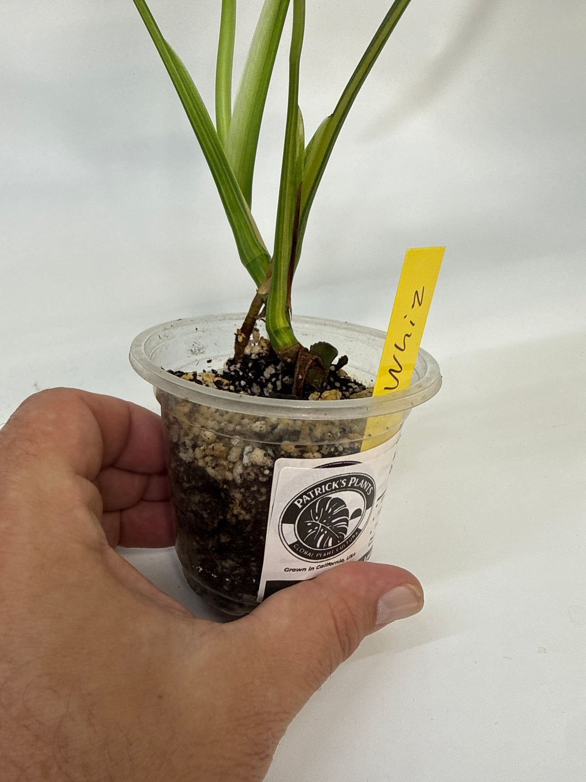 Monstera borsigiana Aurea — “Whiz”