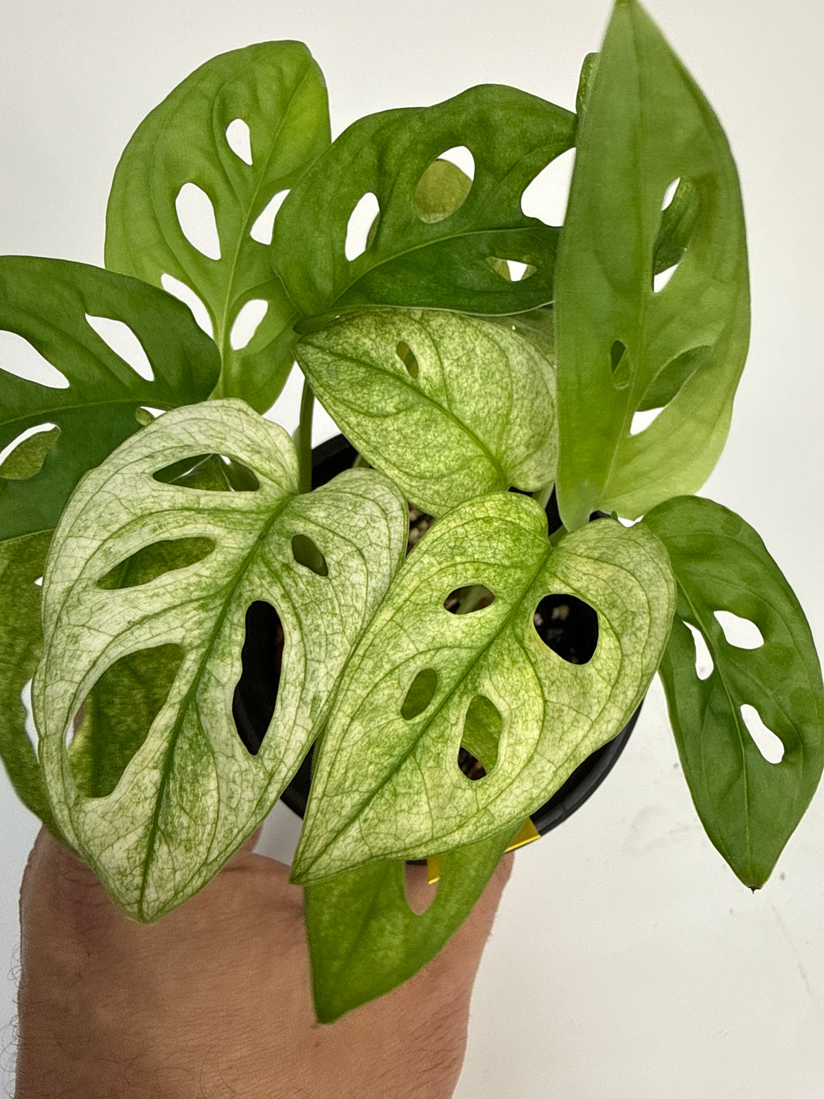 Monstera adansonii ‘Archipelago’ - “Shawn”