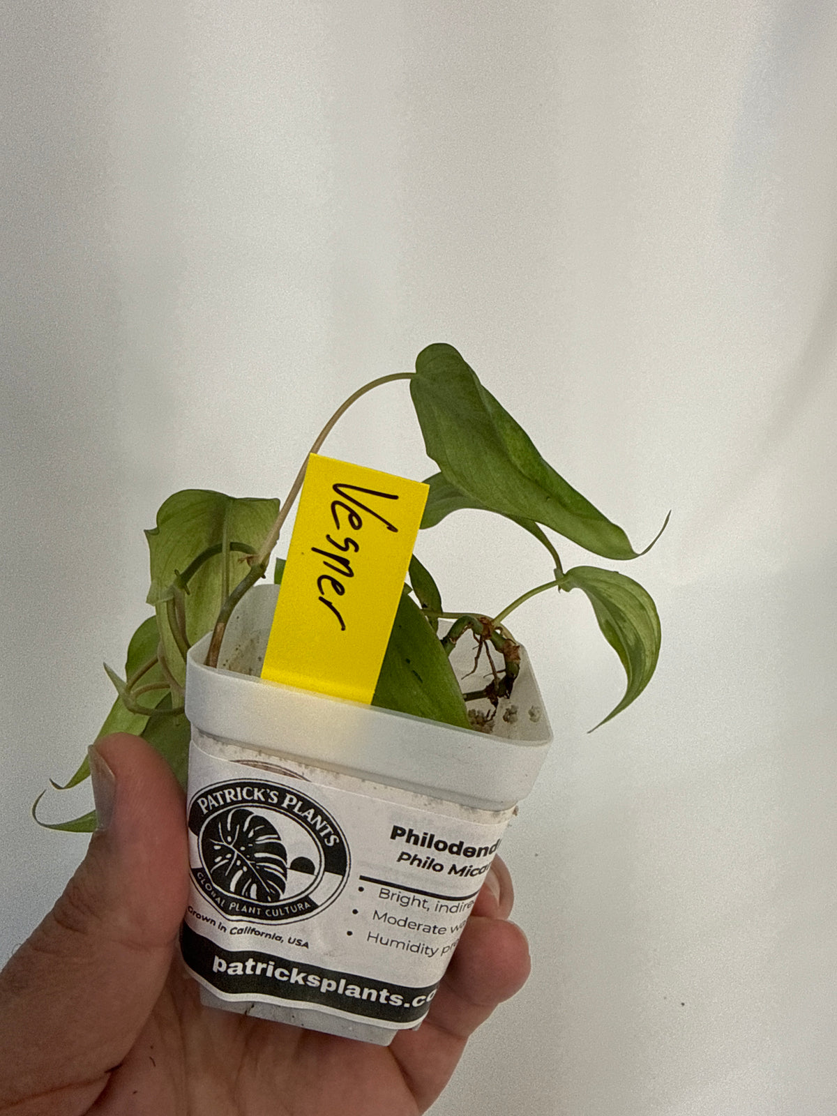 Philodendron Micans mint variegated with pink - “vesper”