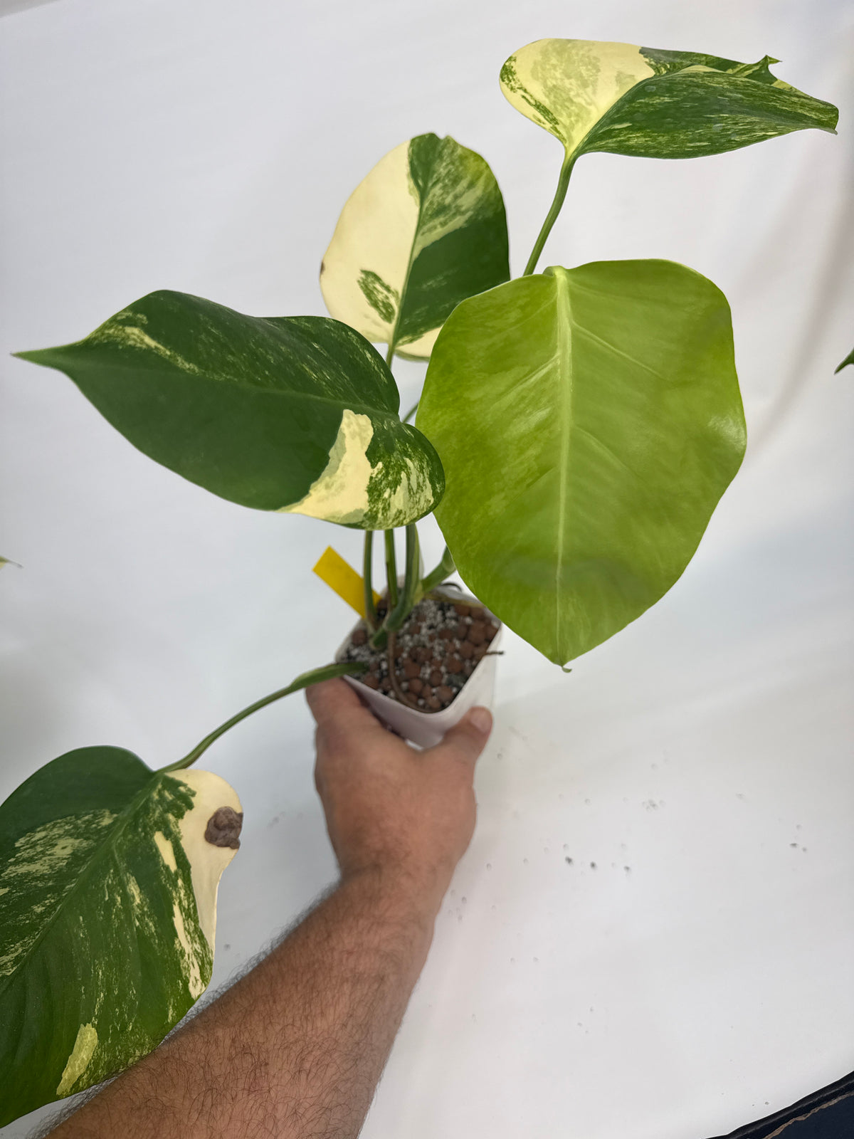 Monstera borsigiana Aurea — “Maria”