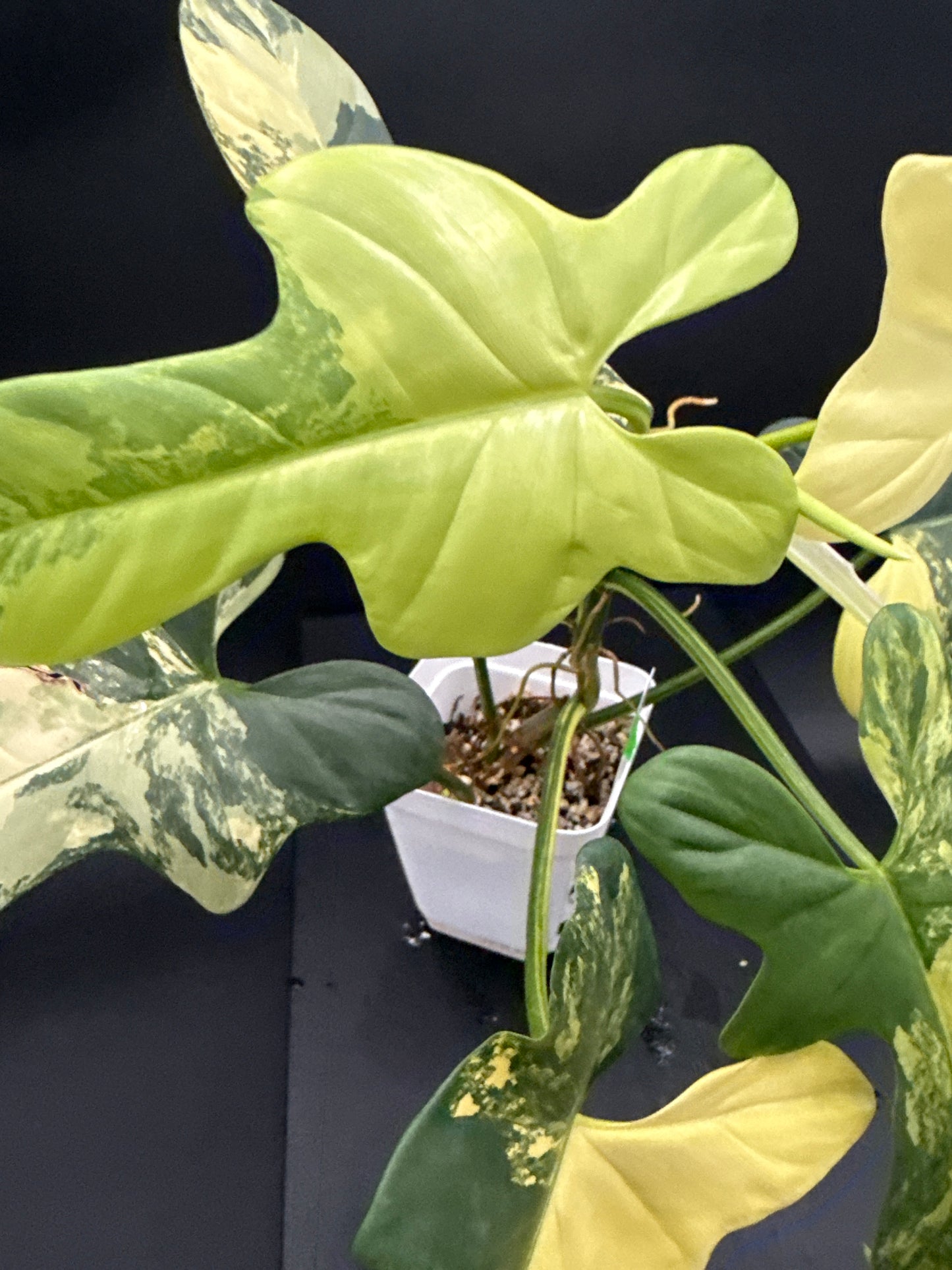 Philodendron Bipennifolium var - “Athena”