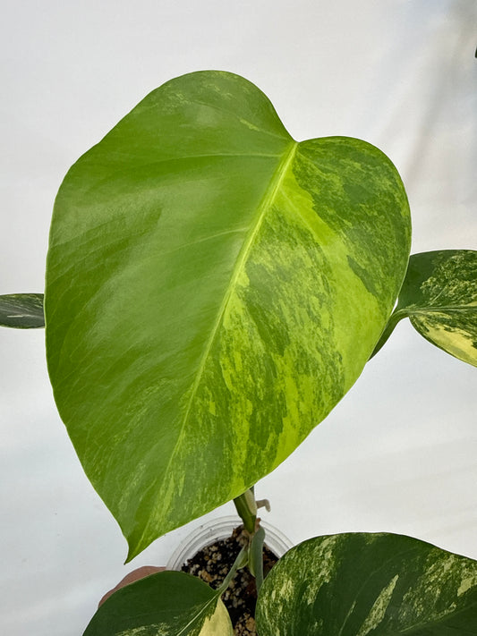 Monstera borsigiana Aurea — “Whiz”