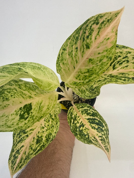Aglaonema NoID — Imported cultivar from Asia, but unidentified - ‘Luis’
