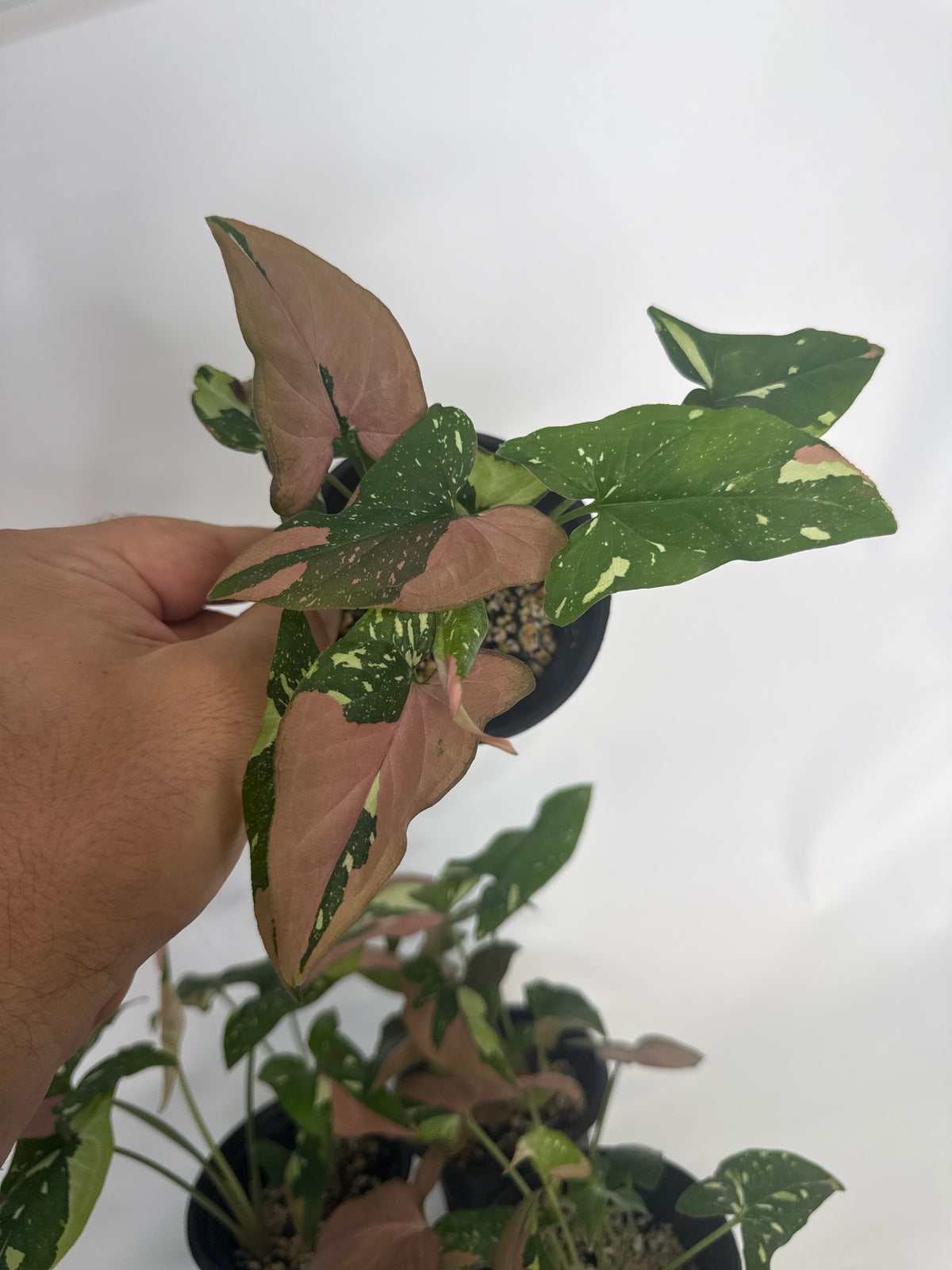 Syngonium ‘Red Spot Tricolor’ — Grower’s Choice | 4” Pot