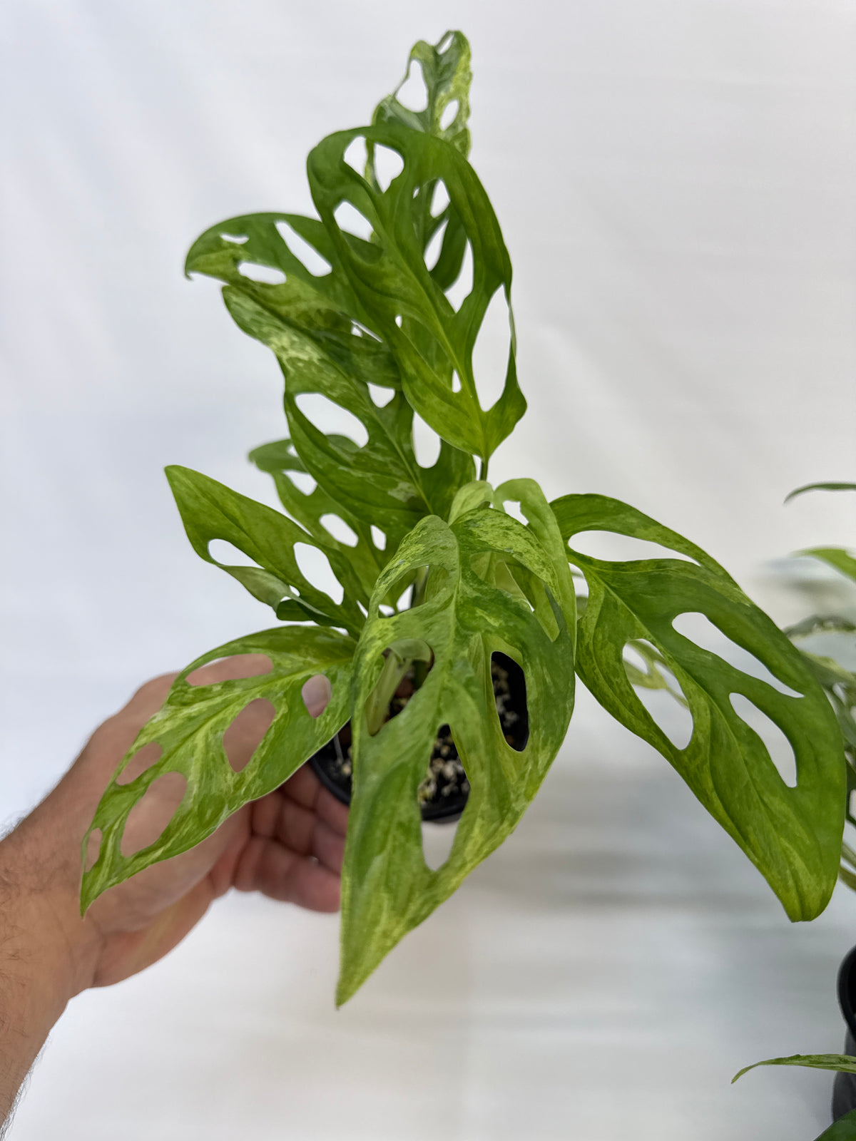 Monstera adansonii ‘Indonesian Mint’ — Grower’s Choice