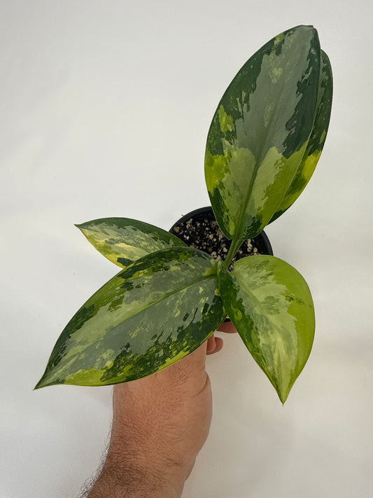 Aglaonema Suvarnabhumi Variegated “Airport” — ‘Cory’