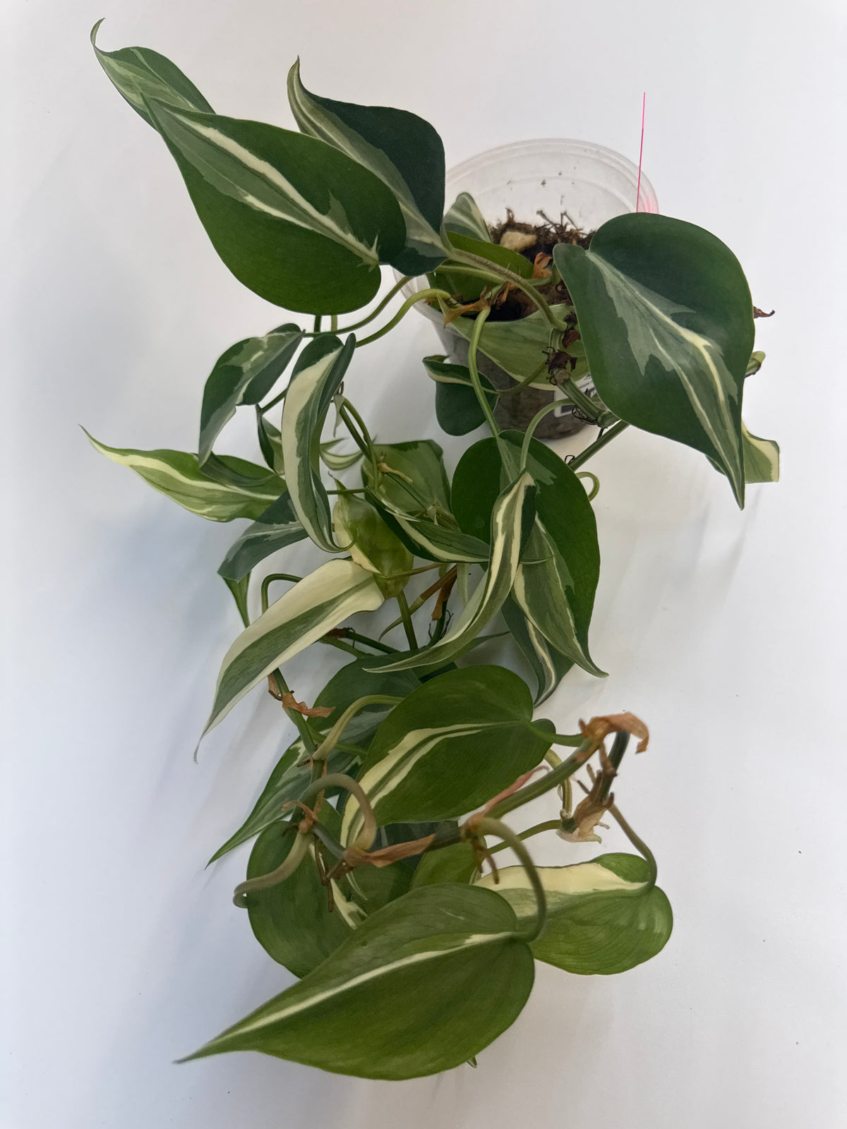 Philodendron Rio - “Richard”