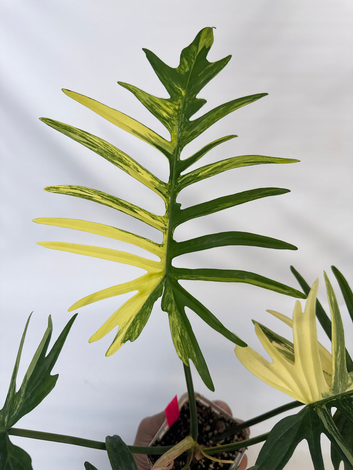 Philodendron fishbone Tortum x Beauty - “Travis”