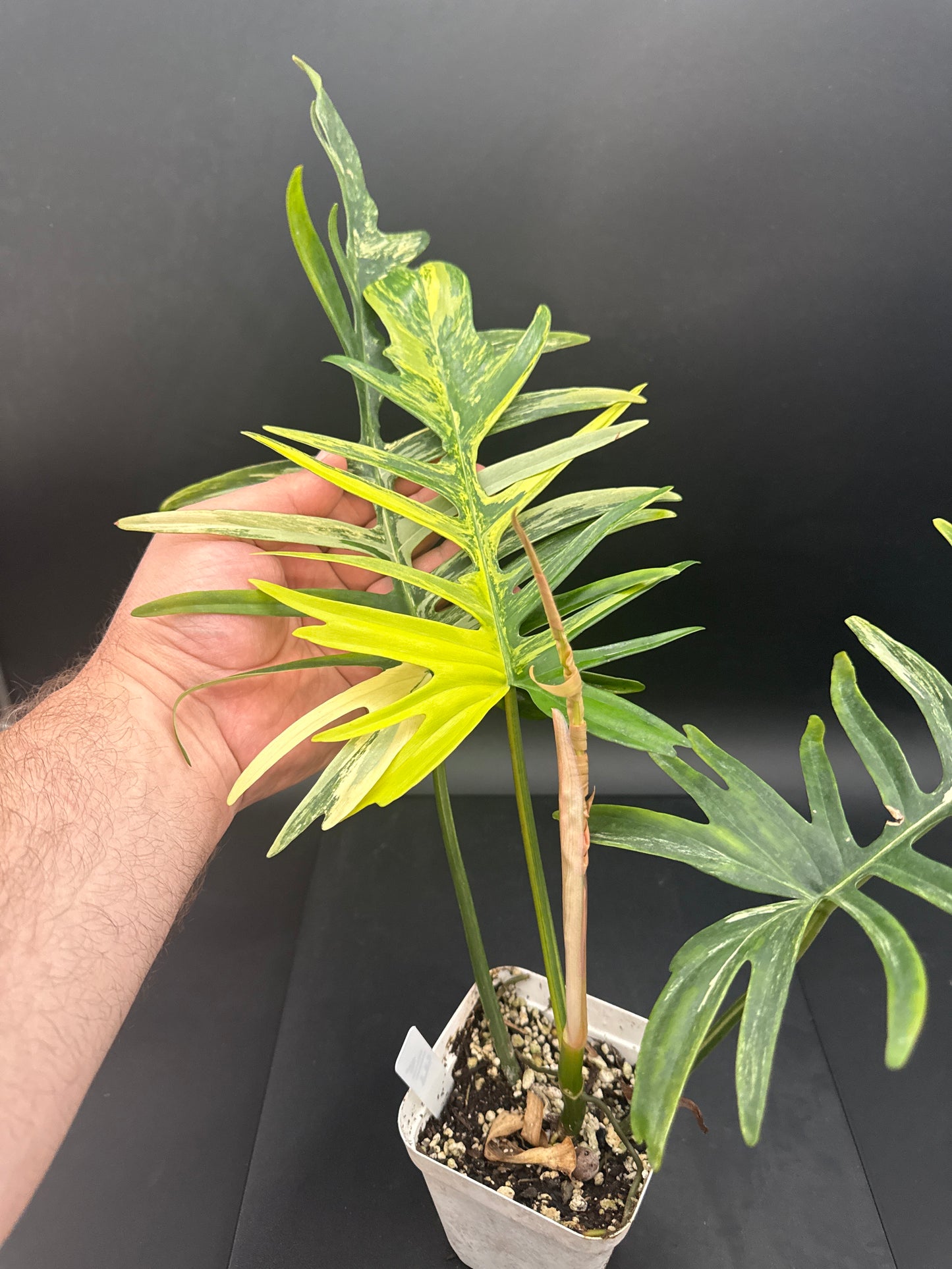 Philodendron Tortum × Florida Beauty Variegated - “Ella”