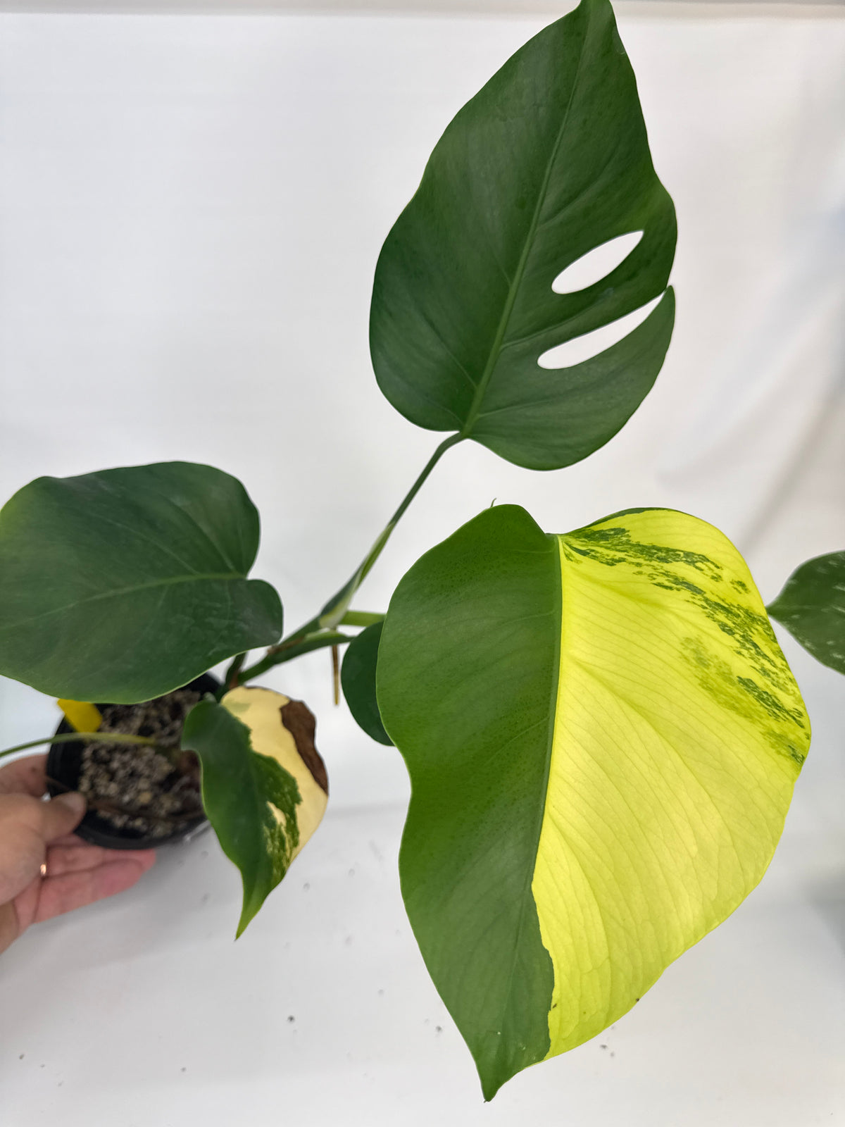Monstera borsigiana Aurea — “Meghan”