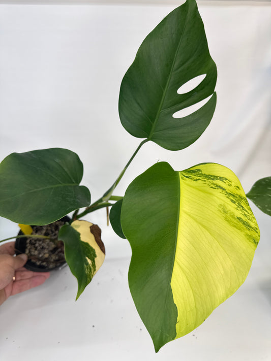 Monstera borsigiana Aurea — “Meghan”
