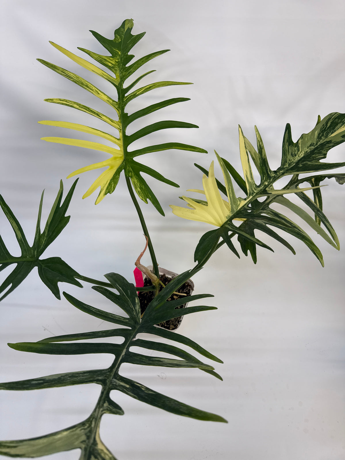 Philodendron fishbone Tortum x Beauty - “Travis”