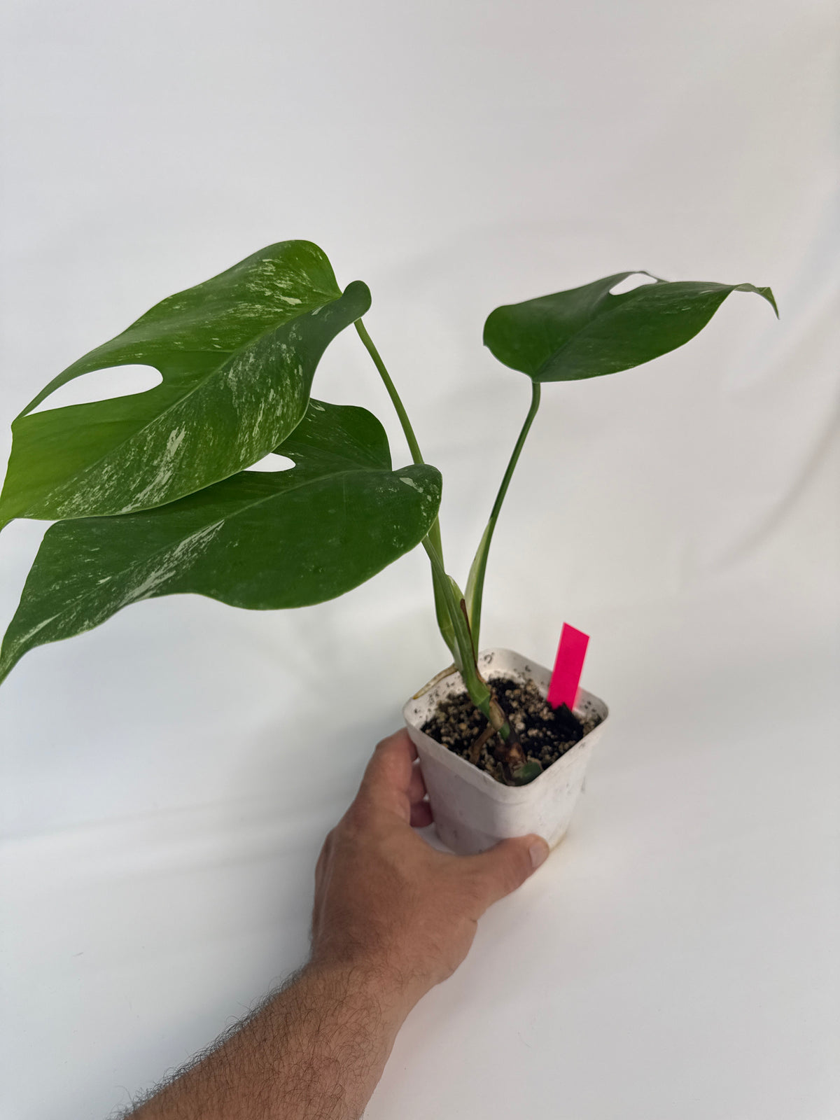 Monstera deliciosa albo - “Joshua”
