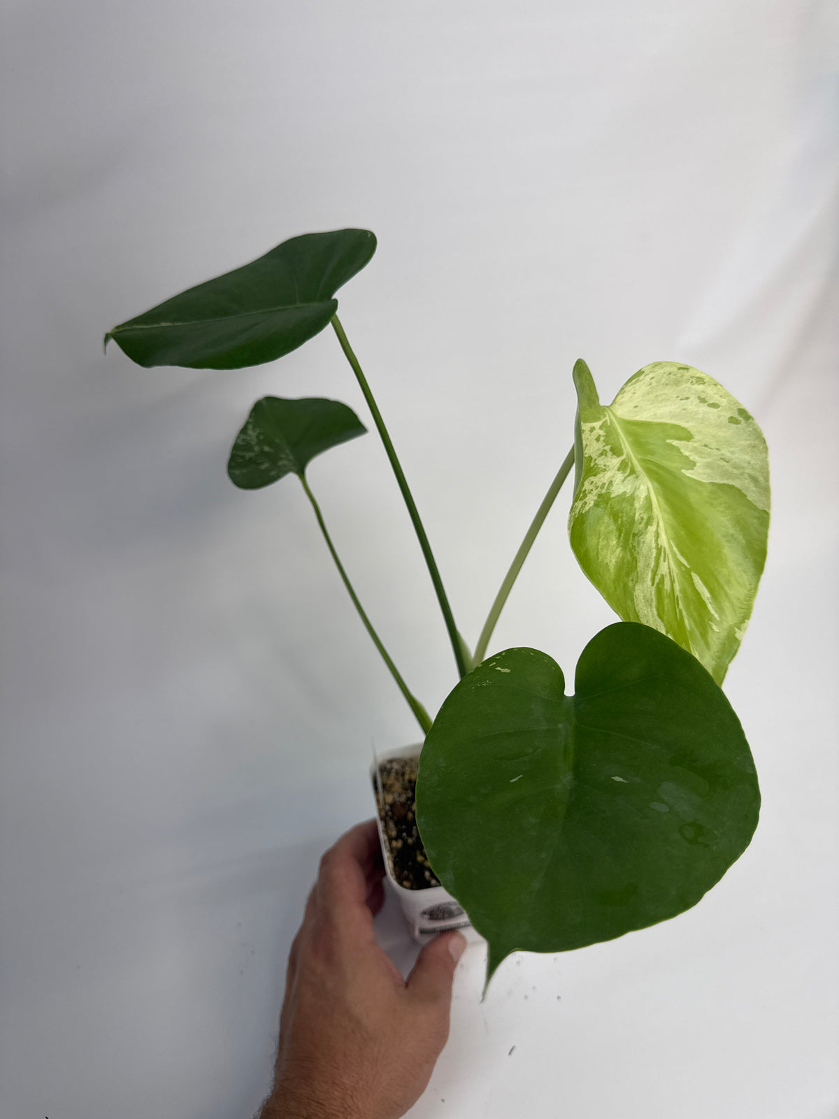Monstera “Bulbasaur” - (Avery)