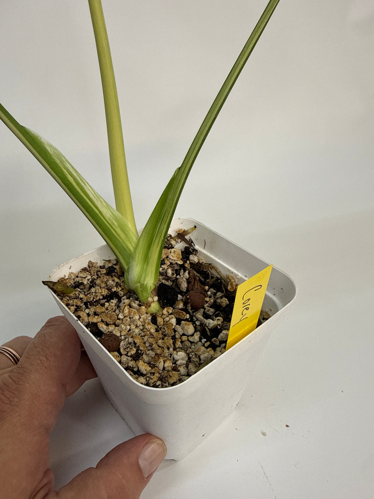 Monstera “Bulbasaur” - (Cory)