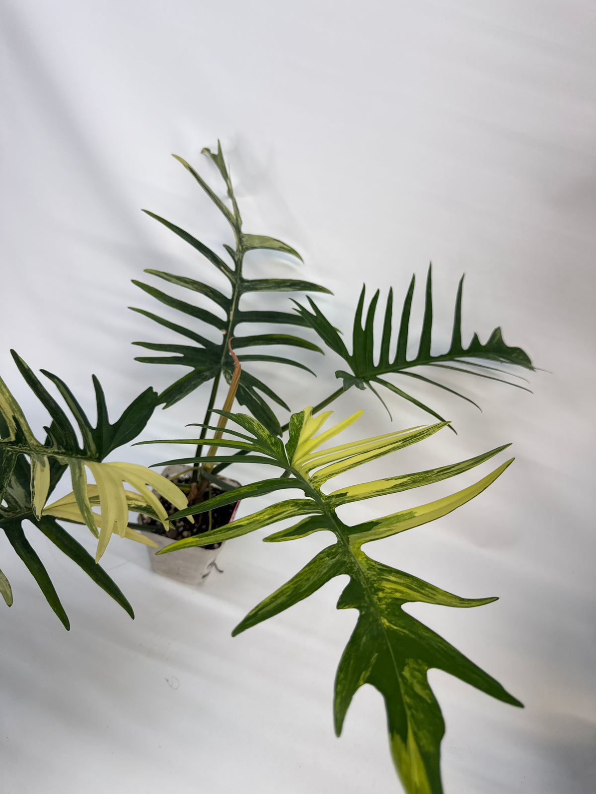 Philodendron fishbone Tortum x Beauty - “Travis”