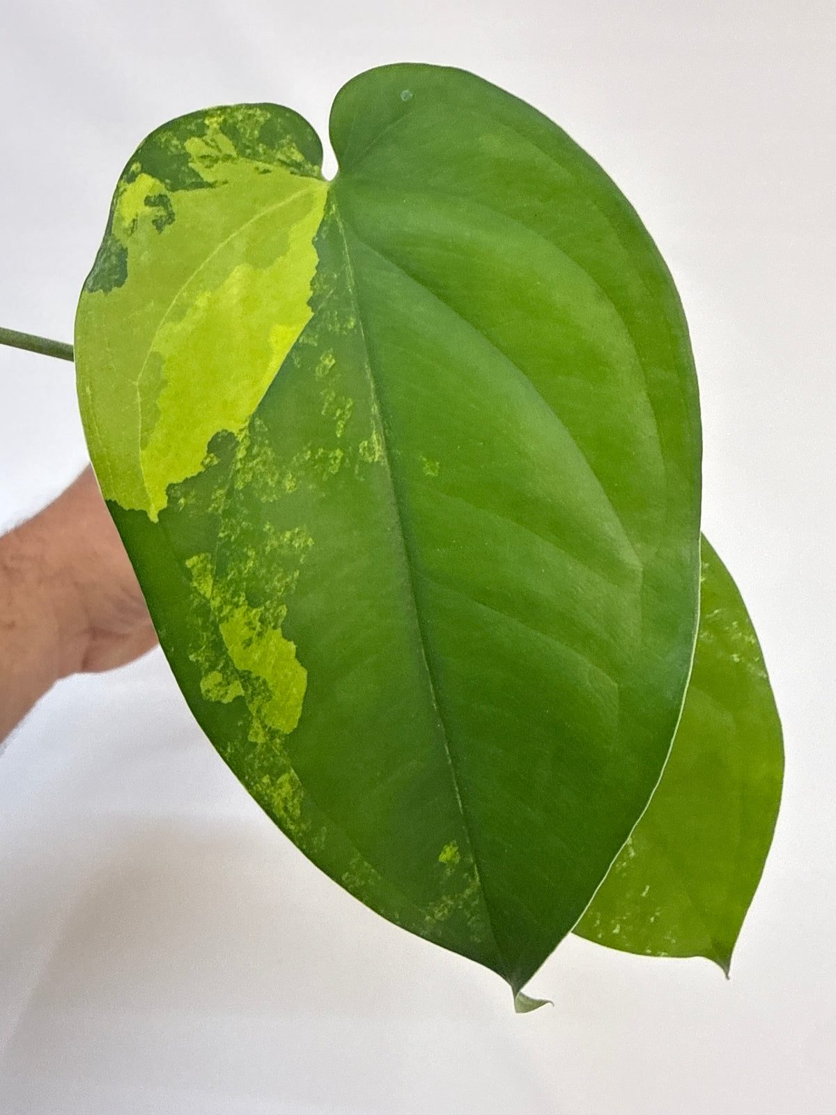 Variegated Syngonium chiapense – Jasmine | 4”