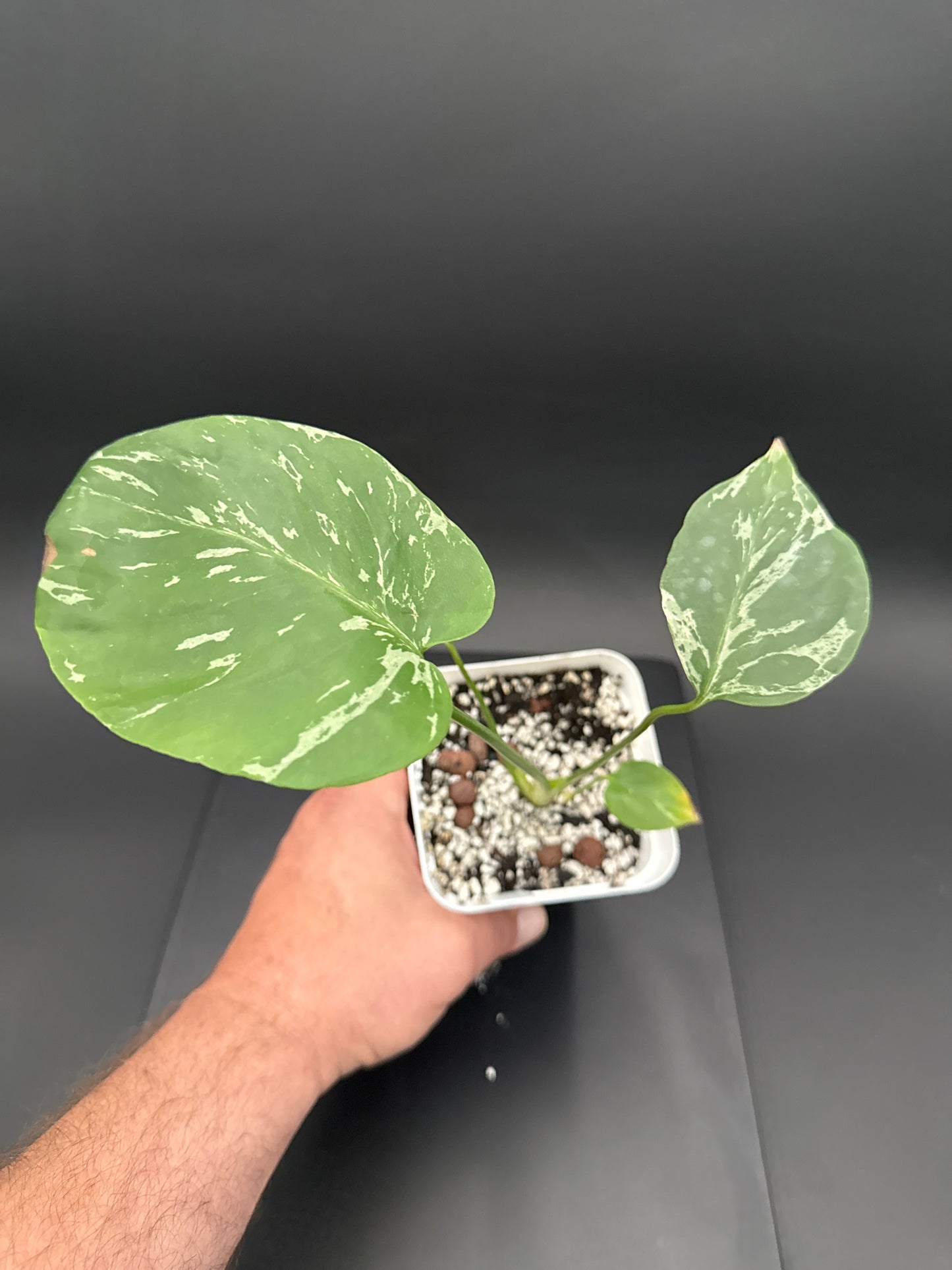 Monstera Bulbasaur - “Eliana”