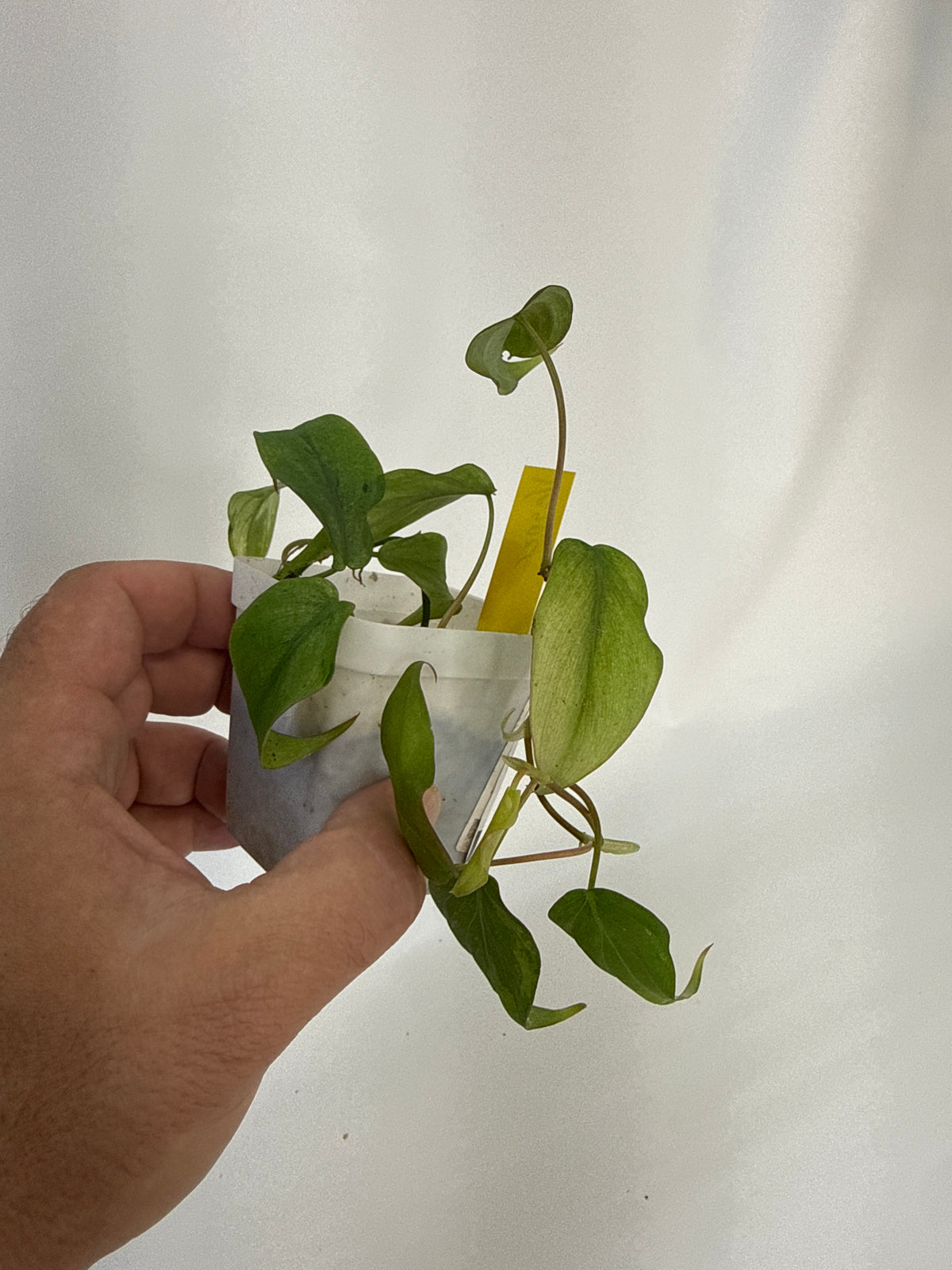 Philodendron Micans mint variegated with pink - “vesper”