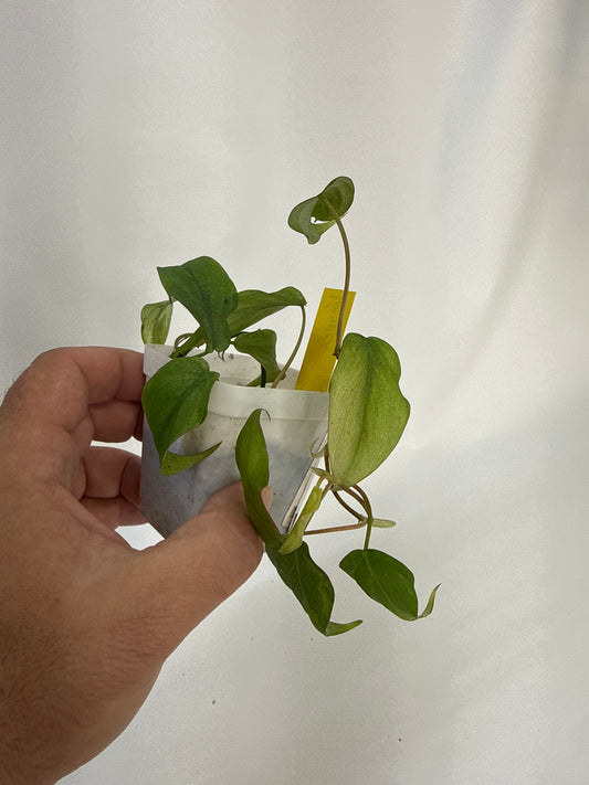 Philodendron Micans mint variegated with pink - “vesper”