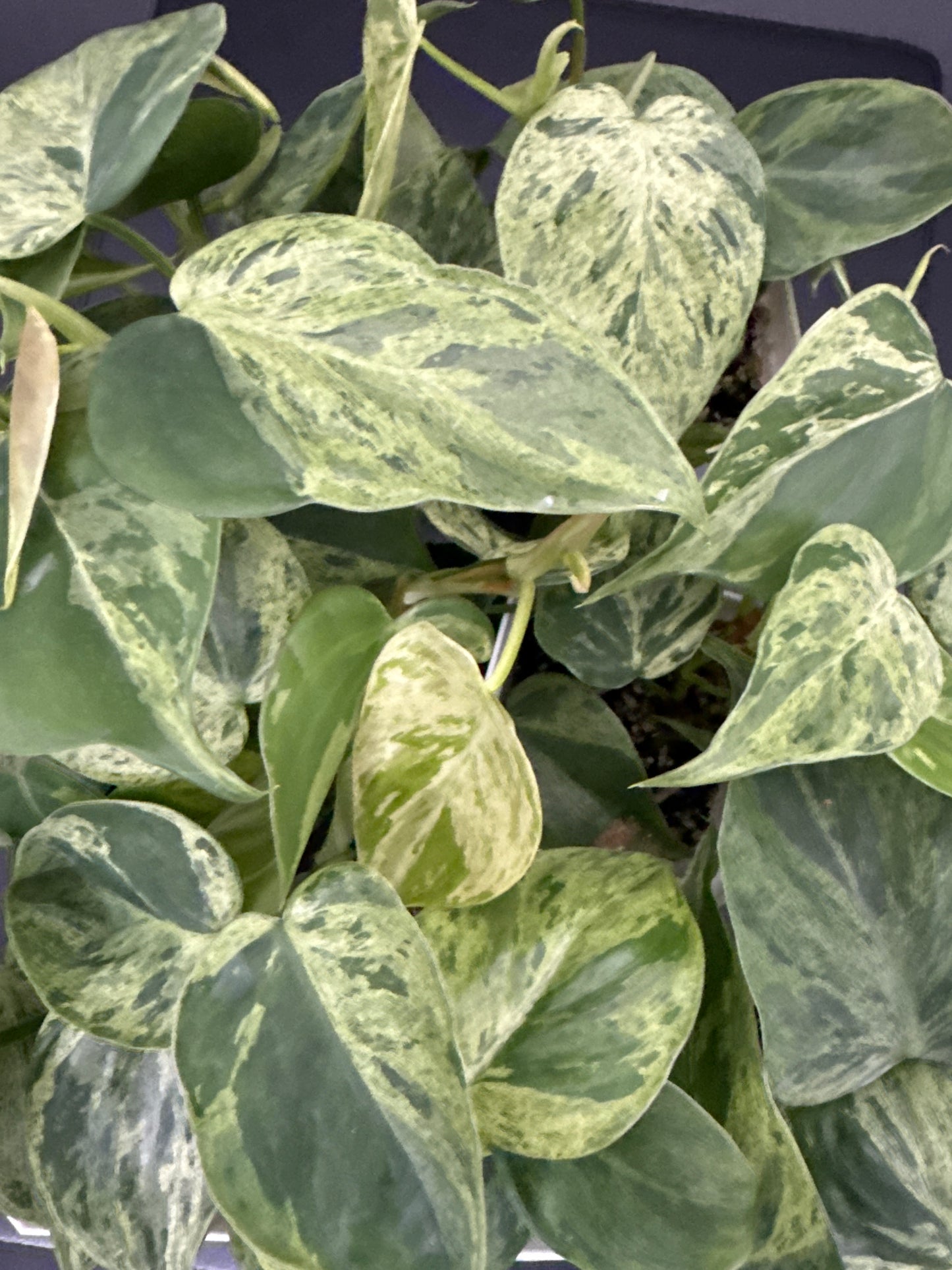 Variegated heart leaf Philodendron hederaceum - “growers choice”