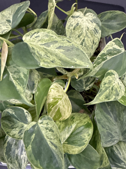 Variegated heart leaf Philodendron hederaceum - “growers choice”