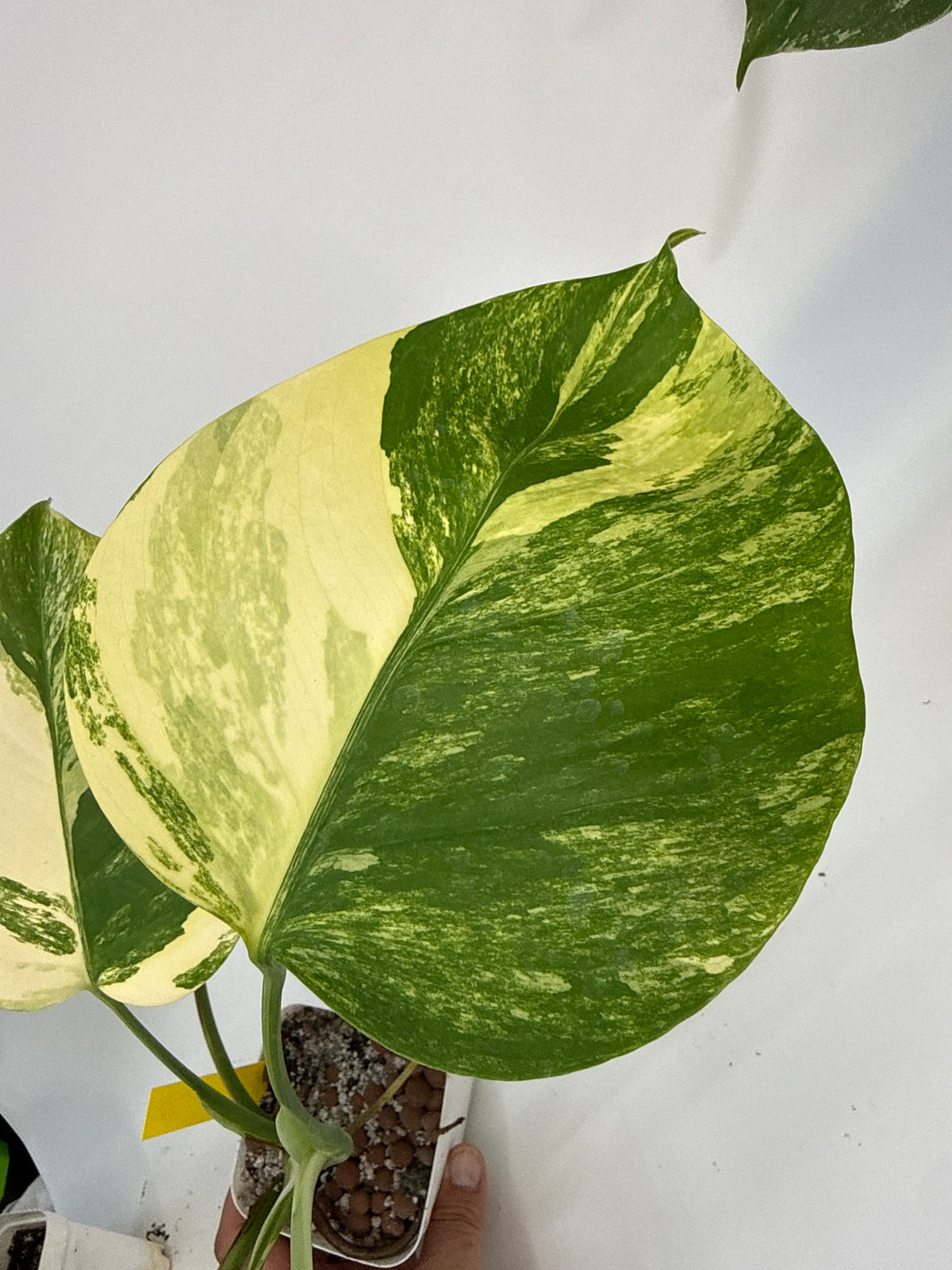 Monstera borsigiana Aurea — “Maria”