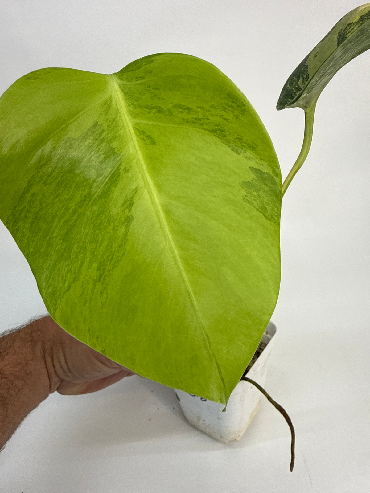 Monstera borsigiana Aurea — “Sophia”