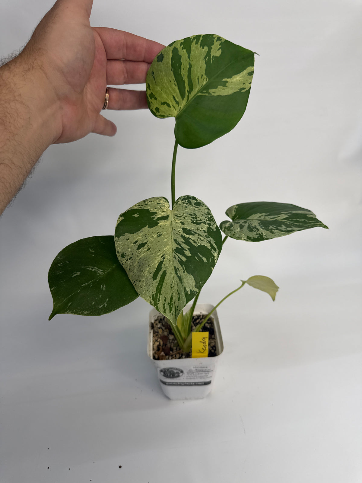 Monstera “Bulbasaur” - (Kendra)