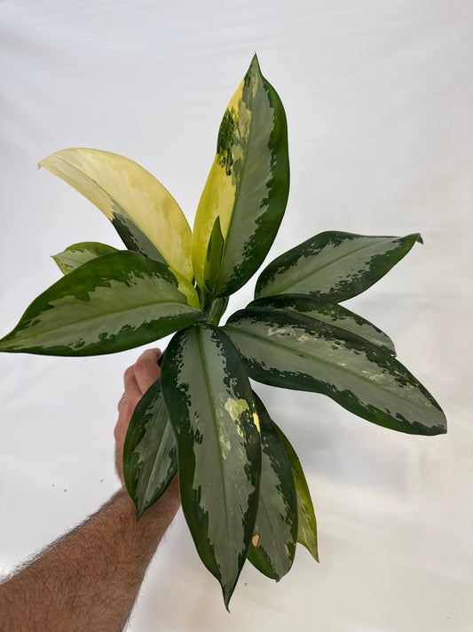 Aglaonema Suvarnabhumi Variegated “Airport” — ‘Marcus’