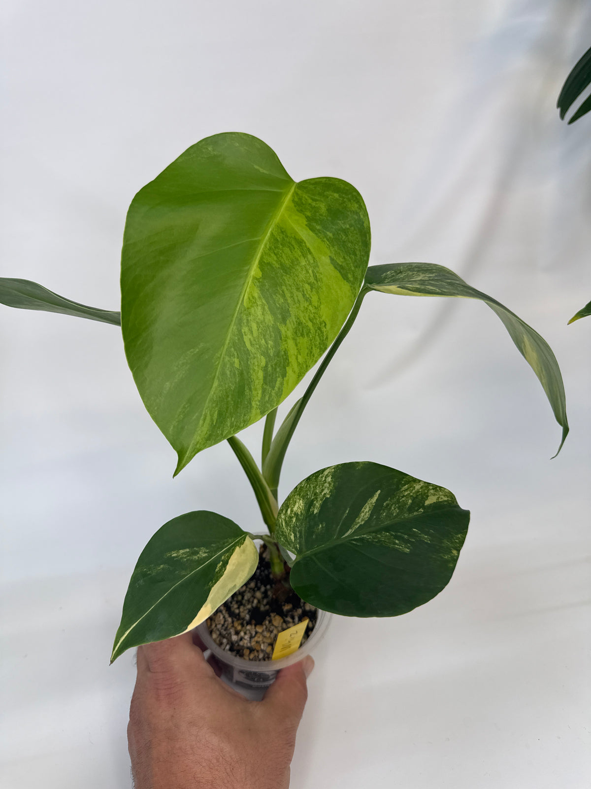 Monstera borsigiana Aurea — “Whiz”