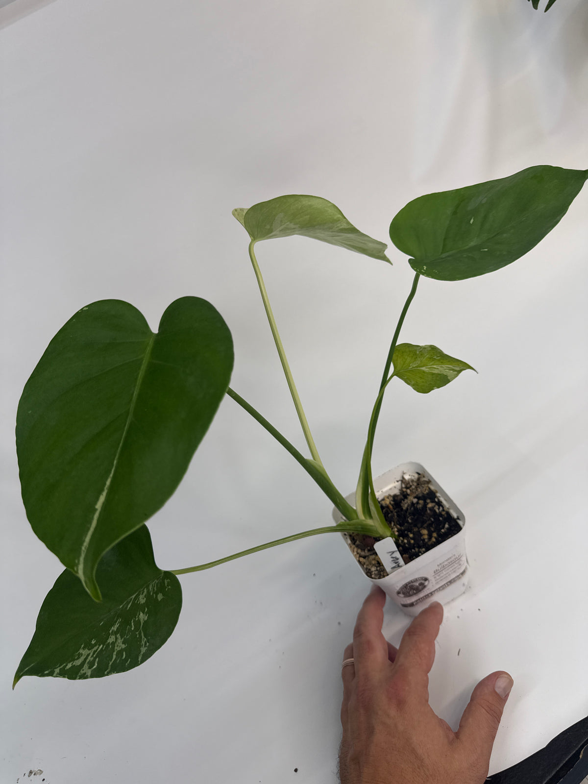 Monstera “Bulbasaur” - (Avery)