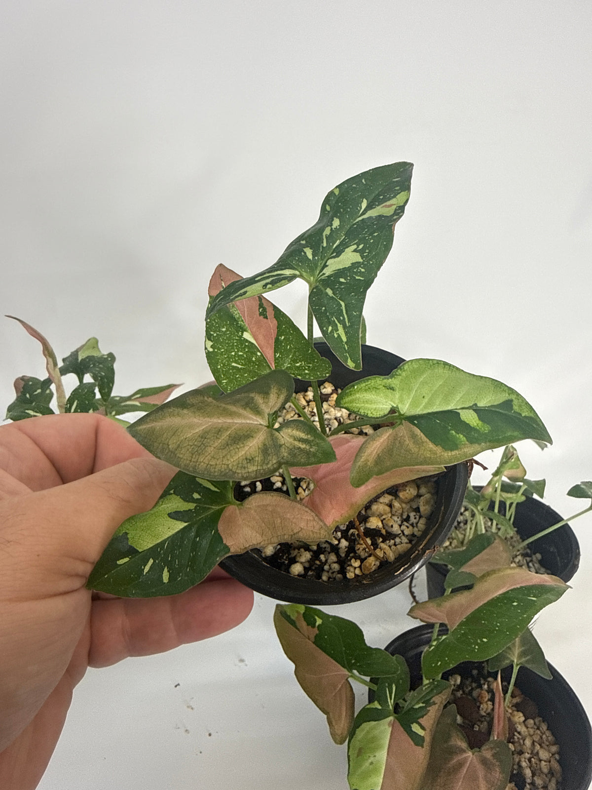 Syngonium ‘Red Spot Tricolor’ — Grower’s Choice | 4” Pot