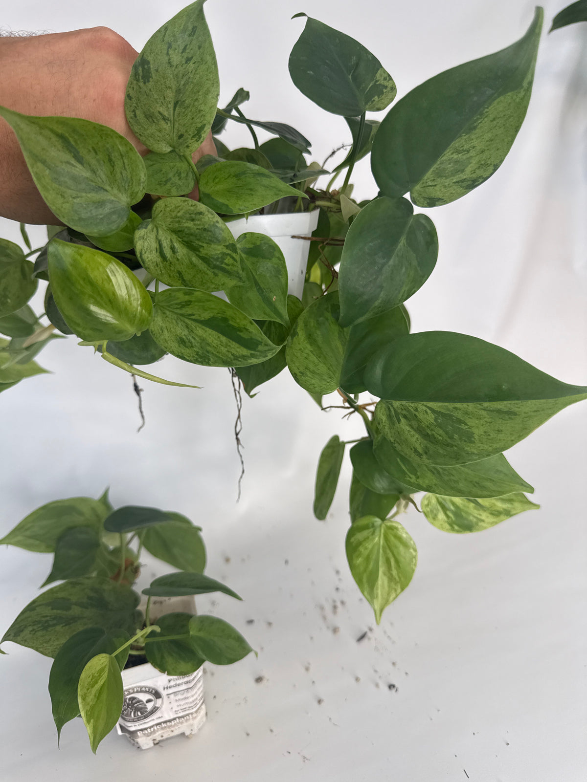 Philodendron hederaceum Variegated — Grower’s Choice | 3” Pot