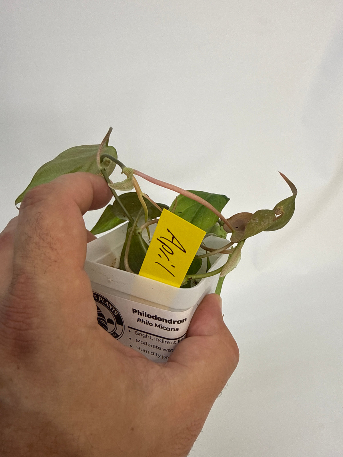Philodendron Micans mint variegated with pink - “April”